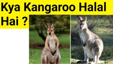 Is Kangaroo Halal