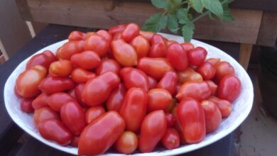 Roma Tomato Nutrition Facts