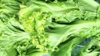 Romaine Lettuce Nutrition Facts