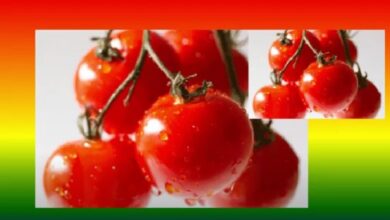 Tomato Nutrition Facts