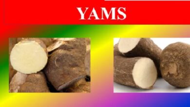 Yam Nutrition Facts