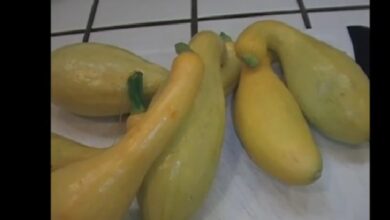 Yellow Squash Nutrition Facts